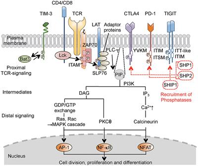 Co-inhibitory Receptor Signaling in T-Cell-Mediated Autoimmune Glomerulonephritis